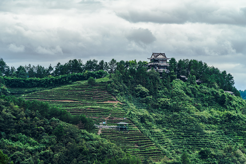 三峡坝区高山茶园图片下载
