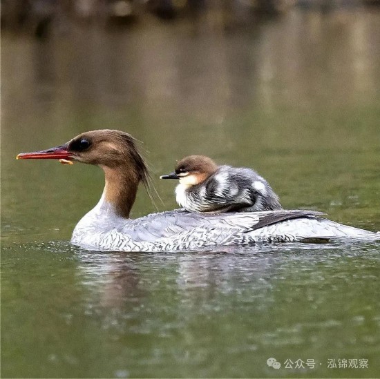 中华秋沙鸭对水质和生态环境非常敏感，被誉为“水中大熊猫”。