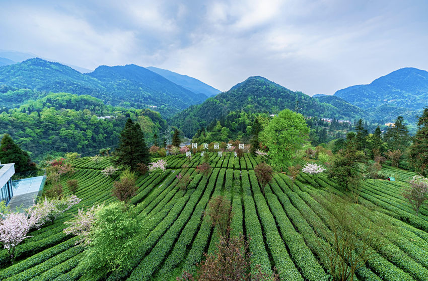峨眉雪芽高山茶园。受访者供图