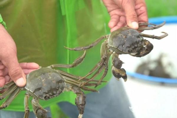 不用只认“阳澄湖”，上海这几种本地蟹也肥美多膏！怎么挑？快收藏→