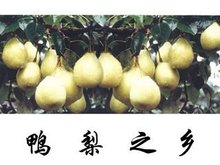 沧州鸭梨
