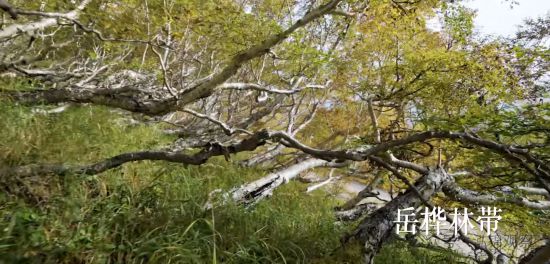 长白山岳桦林带。