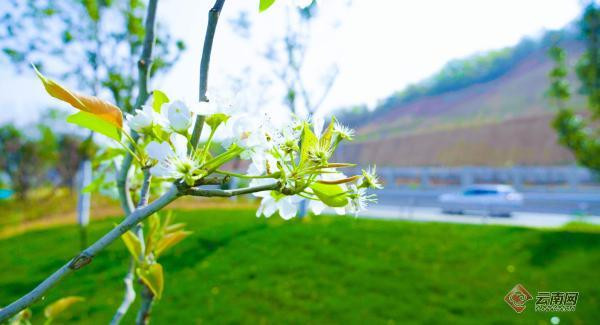 楚姚高速：自然生态长廊 生物多样性科普展示区