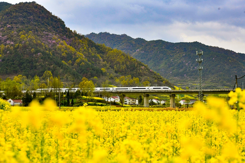 高鐵穿越油菜花海。陳喆攝
