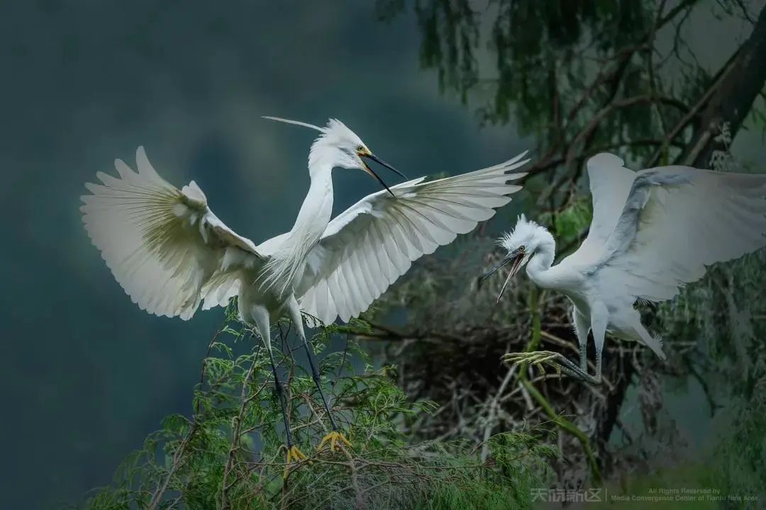 （转载）成都是如何打造绿水青山的？