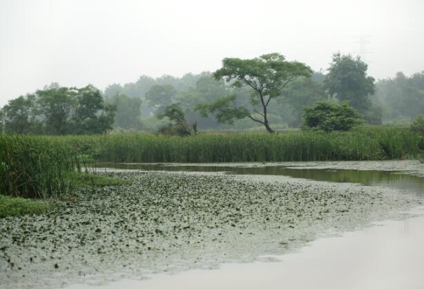 梅雨季节在哪些省份 梅雨季一般在哪几个省份