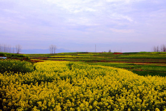 游汉家发祥地 赏最美油菜花