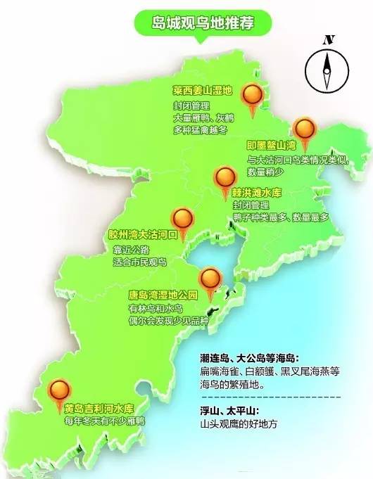 青岛最全“观鸟地图” 这些鸟类你都见过吗？