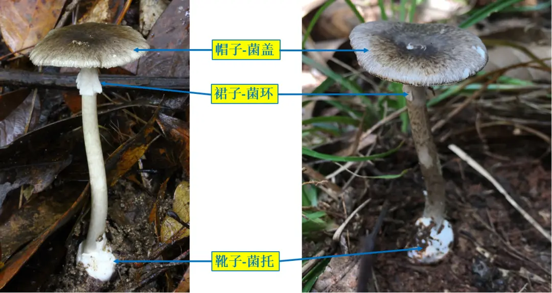 灰花纹鹅膏（剧毒）