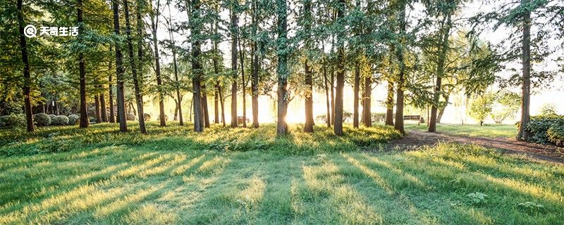 泰山在哪个省哪个市 泰山有多少台阶