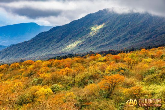 峨眉山金秋彩林(1).jpg